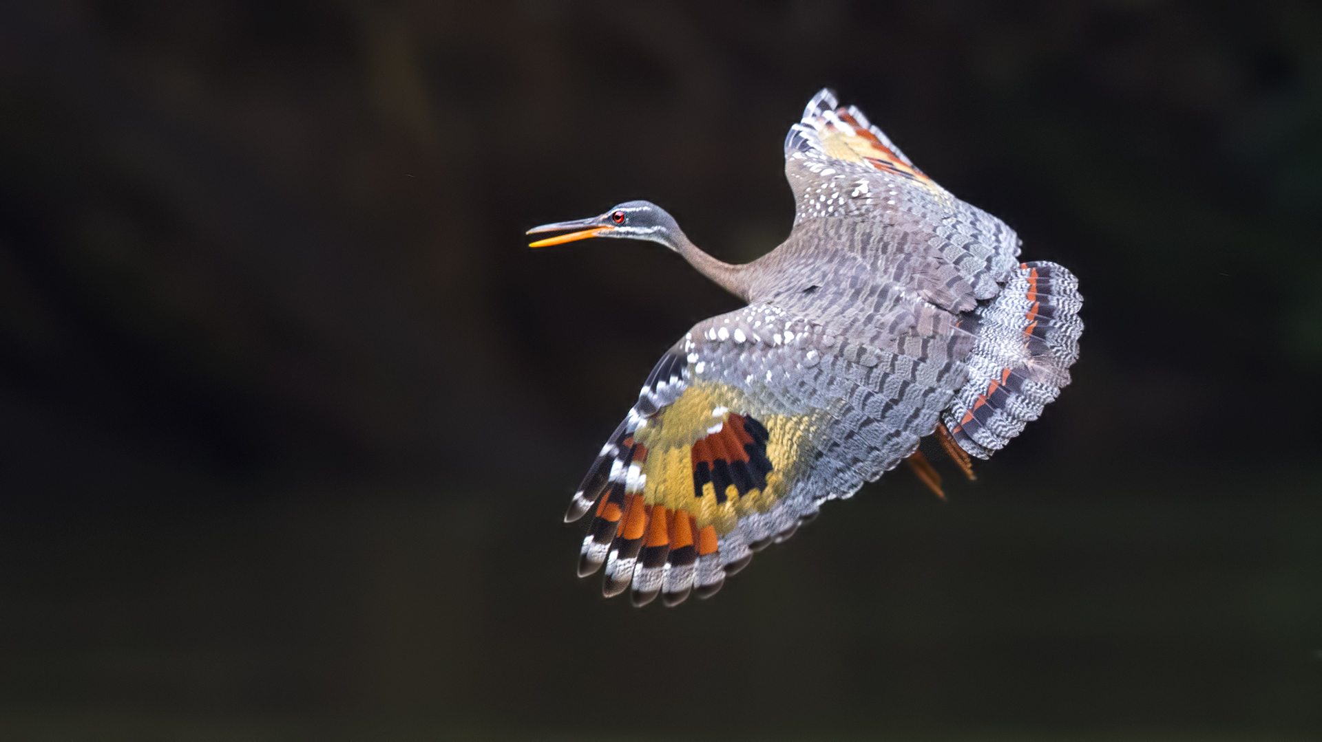 Sunbittern — Ana fotoğraf